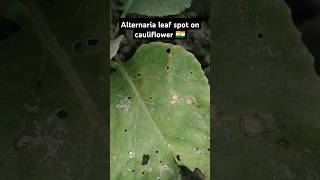 Alternaria leaf spot on cauliflower 🇮🇳 shorts [upl. by Ellekram]