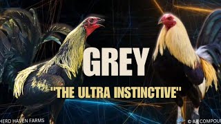 GREY GAMEFOWL BLOODLINE Fighting Style and History [upl. by Shelah902]