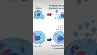 Apoptose einfach erklärt biology schule abitur lehrer [upl. by Benedetto821]