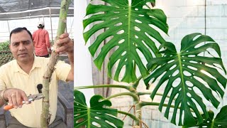 Monstera Propagation  Plant Care Tips [upl. by Leunas467]