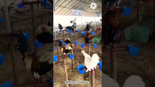 मुर्गी पालने का अनोखा तरीका  poultry farming  poultry [upl. by Daveen193]