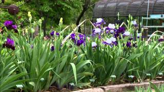 Iris Breeding at Stout Gardens [upl. by Arlan]