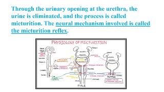 Micturition The Process of Urination Video No 564 [upl. by Cony853]