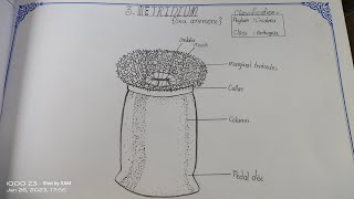 Drawing METRIDIUM in easy stepssameerarts Metridium zoology intermediate practical record [upl. by Aserahs]