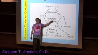 Glucose Oxidation in Cellular Respiration [upl. by Blain]