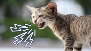 Male Cat Mating Call  Female Kitten Sound  Female Cat Calling For Male [upl. by Bowes970]