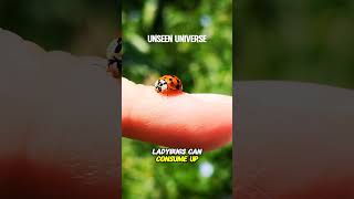 Ladybugs shorts unseenuniverse [upl. by Schear]