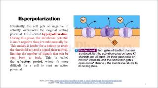 Action Potential  Polarization  Depolarization  Hyperpolarization  Membrane Potential Graph [upl. by Nawotna899]