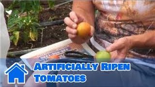 Tomato Gardening  How to Artificially Ripen Tomatoes [upl. by Ylrae485]