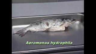 Fish pathogen Aeromonas hydrophila [upl. by Ericksen]