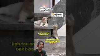 Makk tolong kucinglucu kucingimut funnycat videolucu oyen kitten catlover catvideos [upl. by Aikan]