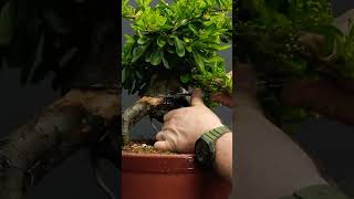 Mastering Pyracantha Bonsai Layering Pro Tips Revealed terryerasmusbonsai bonsaiplants firethorn [upl. by Inafetse52]