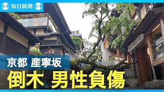 京都・産寧坂で木が倒れ男性1人下敷き [upl. by Anaicul358]