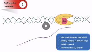 Rho Dependent Termination of Transcription in Prokaryotes  Basic Molecular Biology [upl. by Xanthe561]