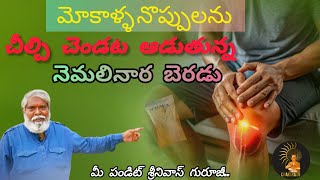 మోకాళ్ళ నొప్పులను చీల్చి చెండట ఆడుతున్న నెమలినార బెరడుkneepain ayurvedic ayurvedicmedicine [upl. by Ilohcin]