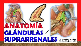 🥇 GLÁNDULAS SUPRARRENALES Anatomía ¡Fácil Explicación [upl. by Thurber719]