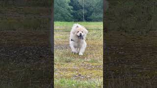 Bella Chow Chow running towards Dad after he hid behind a post [upl. by Acinorej]