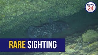 WATCH Rare coelacanth filmed off Sodwana coast [upl. by Kristof129]