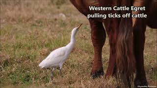 Western Cattle Egret eating ticks off a cow that is grazing [upl. by Anavas]