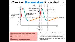 Action Potential Depolarization Repolarization Refractory Period Physiology Made Easy [upl. by Karlie]