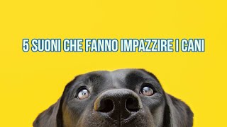 5 suoni che fanno impazzire i cani [upl. by Hpejsoj]