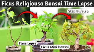 Peepal Bonsai Tree Time Lapse [upl. by Dlarej600]