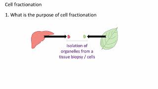 Cell fractionation updated A level Biology [upl. by Aretak567]