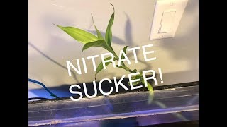 The Silent Killer  Nitrates in Your Fish Tank  What to Do About Them [upl. by Ademla]