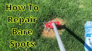 How To Repair Bare Spots in Tall Fescue [upl. by Evelunn]