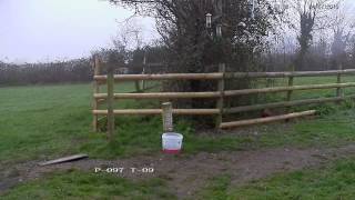 Pheasant feeding on seed  with subtle cooing sounds [upl. by Andrea]