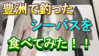 豊洲ぐるり公園 釣り 豊洲で釣ったシーバスを食べてみた！ [upl. by Sueaddaht]