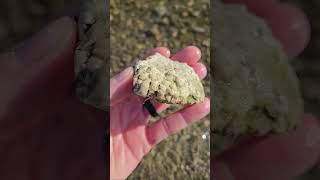 Heres A Neat Looking Petoskey Stone Hexagonaria Fossil petoskey hexagonaria [upl. by Yrreb]