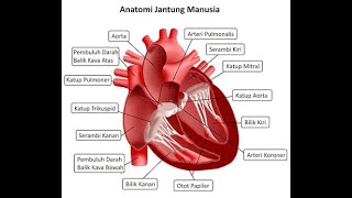 Bagian Bagian Jantung [upl. by Brockwell813]