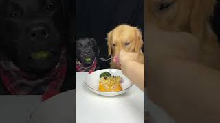 My Labrador Brother Doesnt Like Watermelon Very Much Golden and Labrador Cute Pet Debut Plan [upl. by Ogden]