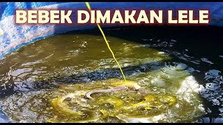 LELE MUKBANG BEBEK  ducks are eaten by catfish [upl. by Mossberg312]