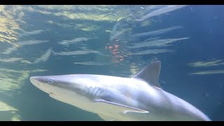 Blacknose Shark Feeding [upl. by Anuahs]