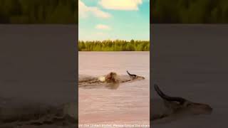 A group of crocodiles attacks a herd of antelope drinking water AnimalKingdom PredatorVsPrey [upl. by Dorene]