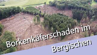 Borkenkäferschaden im Bergischen  schon krass was ein kleiner Käfer anrichtet  Footage Mavic Mini [upl. by Cuhp259]