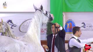 Italian Nationals 2019  Senior Mares Championship [upl. by Nestor]