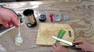 Natural Method For Rooting Cuttings Using Aloe Vera Gel [upl. by Anirehs]