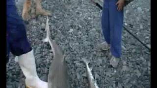 big tope shark surfcasting [upl. by Gawain59]