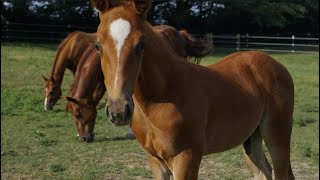 horses grazing in field [upl. by Gaither]