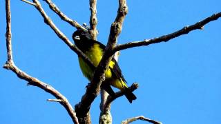 yellowbellied siskin Spinus xanthogastrus reserva Loro orejiamarillo western andes [upl. by Nesiaj]