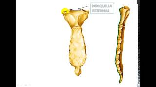 Anatomía del Esternón [upl. by Floyd761]