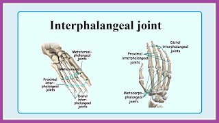 interphalangeal joint [upl. by Halle]