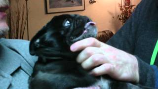 pug get her nails cut whith a scream [upl. by Ludwigg84]