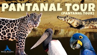 Pantanal Popular Tour Tour Pantanal  Brazil Birding Experts [upl. by Muryh701]