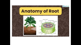 Anatomy of Flowering Plants  Anatomy of Roots  Monocot Root  Dicot Root  Class 11 Biology [upl. by Rehctaht]