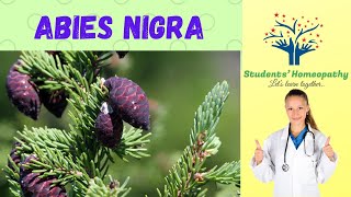 Abies nigra  Homeopathic medicine for Dyspepsia and other Gastric complaints [upl. by Gilbart]