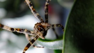 Araneus diadematus  Gartenkreuzspinne  European Garden Spider [upl. by Yeltrab929]